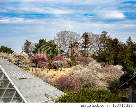 初春盛開著紅白梅花的梅園[千葉縣柏市曙山農業公園] 123715326