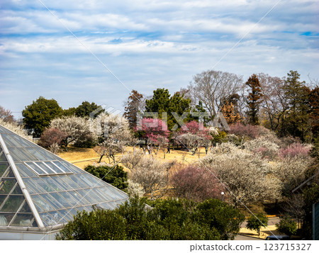 初春盛開著紅白梅花的梅園[千葉縣柏市曙山農業公園] 123715327
