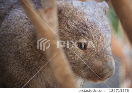 松鼠吃食物 123715376