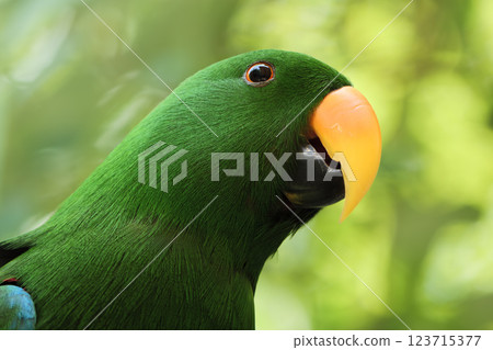 五顏六色的鳥 五顏六色的鳥 123715377