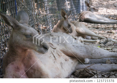 Kangaroo staring at this 123715378