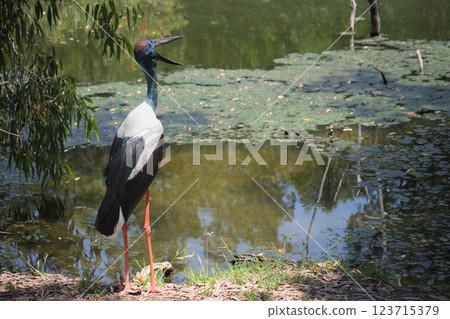 Birds looking for food 123715379