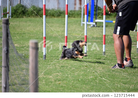 Kaninchen Dachshund playing with a man Kaninchen Dachshund playing with a man 123715444