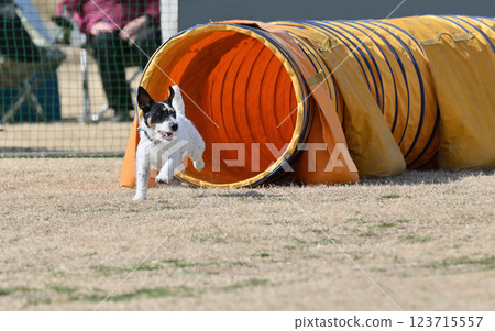 微笑傑克羅素梗犬奔跑 123715557
