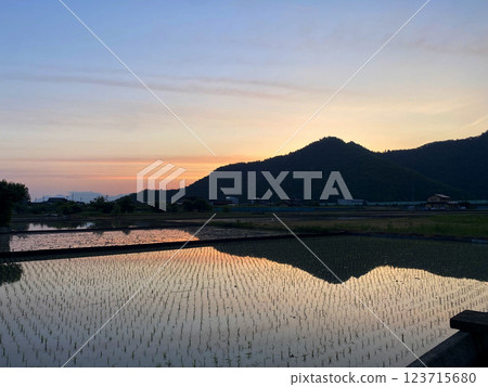 The gradation of the morning magic hour reflected in the rice fields The gradation of the morning magic hour reflected in the rice fields 123715680