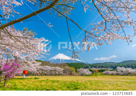 Mt. Fuji Sakura Cherry Blossom Viewing Kimono Japanese Umbrella Mt. Fuji Sakura Cherry Blossom Viewing Kimono Japanese Umbrella 123715685