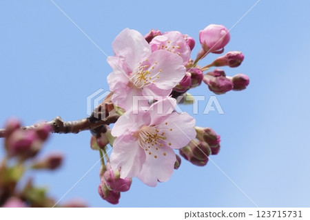 河津櫻花映襯在藍天下 123715731