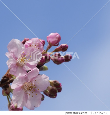 Kawazu cherry blossoms against the blue sky Kawazu cherry blossoms against the blue sky 123715732
