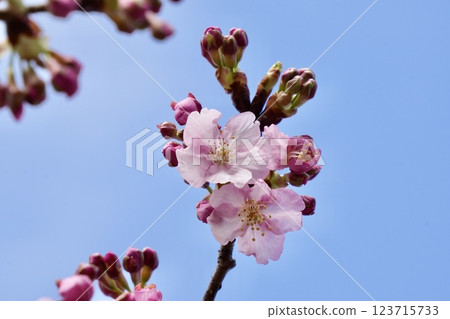 Kawazu cherry blossoms against the blue sky Kawazu cherry blossoms against the blue sky 123715733