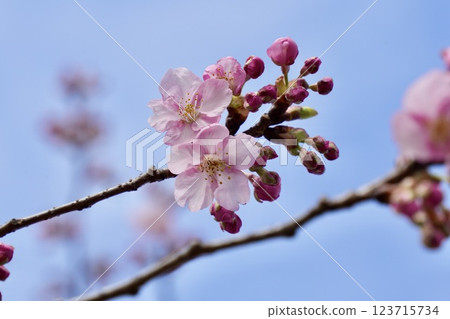 Kawazu cherry blossoms against the blue sky 123715734