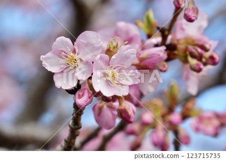 Kawazu cherry blossoms against the blue sky Kawazu cherry blossoms against the blue sky 123715735