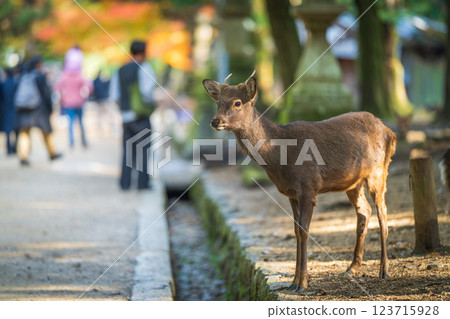 Deer in Nara Park 123715928