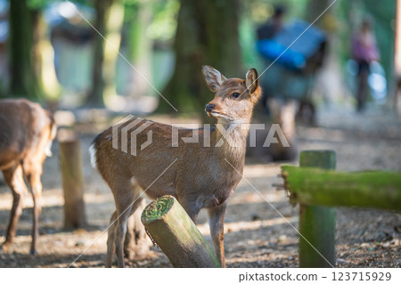 Deer in Nara Park Deer in Nara Park 123715929