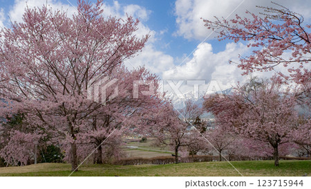 Cherry blossoms in full bloom, Nagano Prefecture Cherry blossoms in full bloom, Nagano Prefecture 123715944