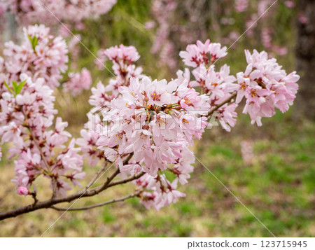 Cherry blossoms in full bloom, Nagano Prefecture 123715945