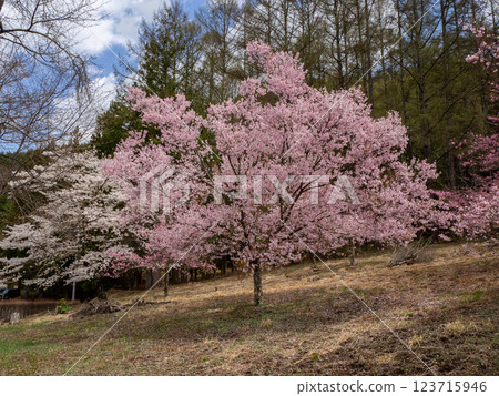Cherry blossoms in full bloom, Nagano Prefecture Cherry blossoms in full bloom, Nagano Prefecture 123715946