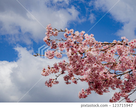Cherry blossoms in full bloom, Nagano Prefecture Cherry blossoms in full bloom, Nagano Prefecture 123715947