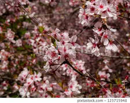 Cherry blossoms in full bloom, Nagano Prefecture Cherry blossoms in full bloom, Nagano Prefecture 123715948