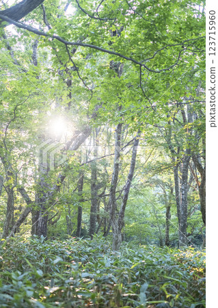 Morning sunlight shining through a beech forest (Oyamakiyazawa mountain stream) Morning sunlight shining through a beech forest (Oyamakiyazawa mountain stream) 123715960