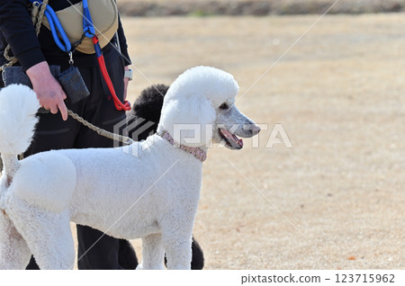 Two smiling standard poodles walking Two smiling standard poodles walking 123715962