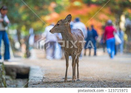 [Autumn] Deer in Nara Park [Autumn leaves] 123715971