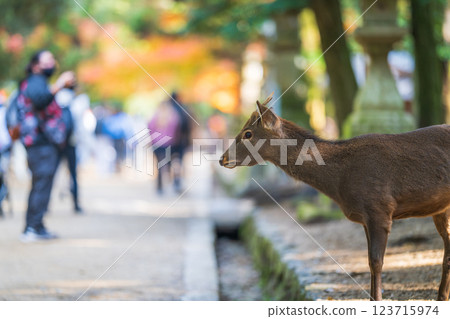 [秋] 奈良公園的鹿 [紅葉] 123715974