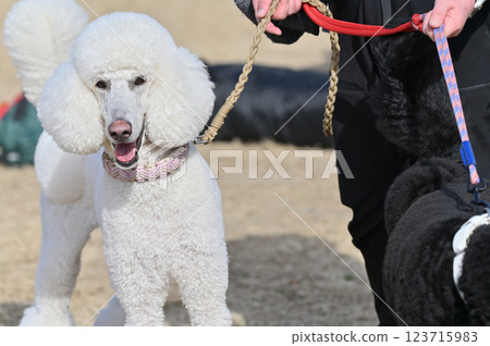 微笑的標準貴賓犬散步 123715983