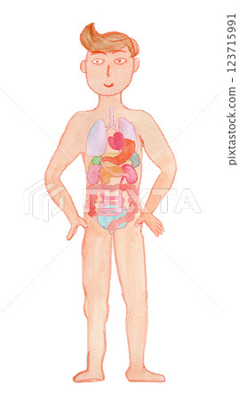 Watercolor illustration of a healthy man and internal organs 123715991