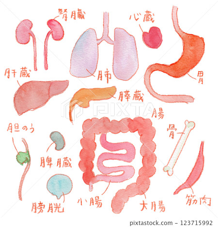 Watercolor illustration of internal organs 123715992