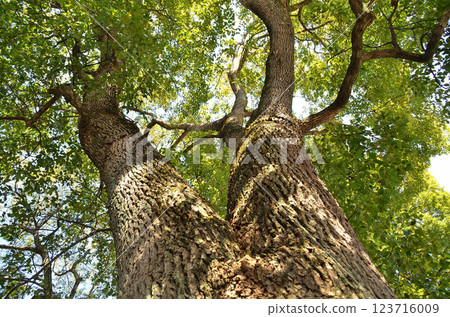 藥老稻荷神社，國家重要文化遺產，埼玉縣東松山市藥老町 123716009