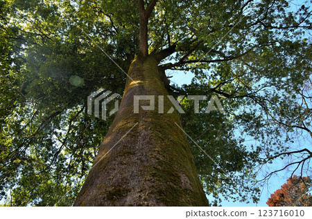 藥老稻荷神社，國家重要文化遺產，埼玉縣東松山市藥老町 123716010