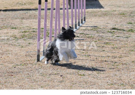 A happily running Sheltie (Shetland Sheepdog) A happily running Sheltie (Shetland Sheepdog) 123716034