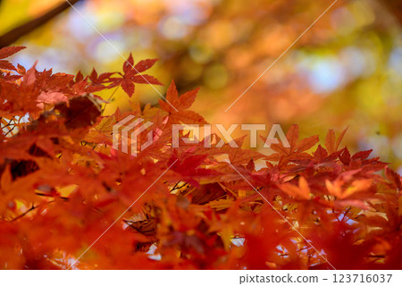 Bright autumn leaves 123716037