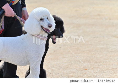 Two smiling standard poodles walking Two smiling standard poodles walking 123716042