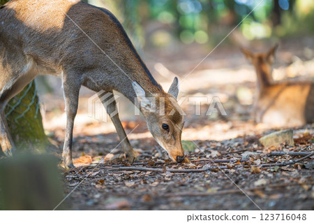 奈良公園的鹿 123716048