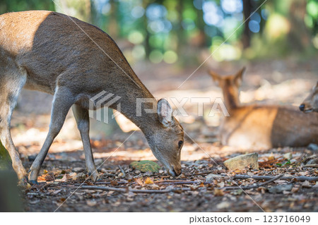 Deer in Nara Park 123716049