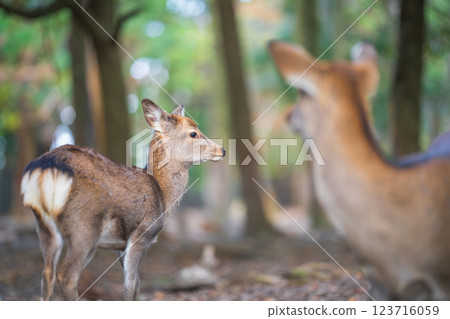 Deer in Nara Park 123716059