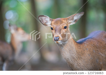 Deer in Nara Park 123716063