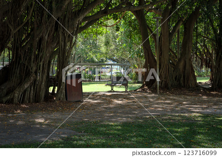 A bench in the forest with sunlight filtering through the trees 123716099