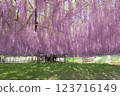 wisteria flowers in full bloom 123716149