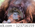 Orangutan facing forward 123716159