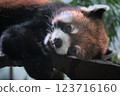 Red panda, red, cute 123716160