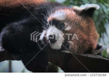 Red panda, red, cute Red panda, red, cute 123716160