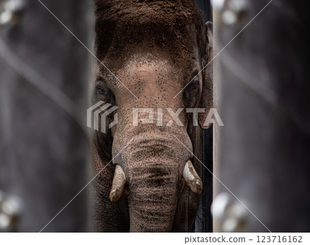 Statue of an elephant kept in a zoo Statue of an elephant kept in a zoo 123716162
