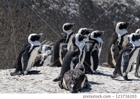 Colony of South African penguins on the Atlantic coast Colony of South African penguins on the Atlantic coast 123716203