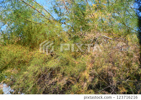 Willow leaves in late November Willow leaves in late November 123716216