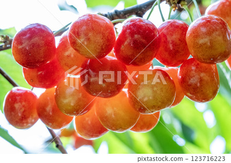 Cherries 123716223