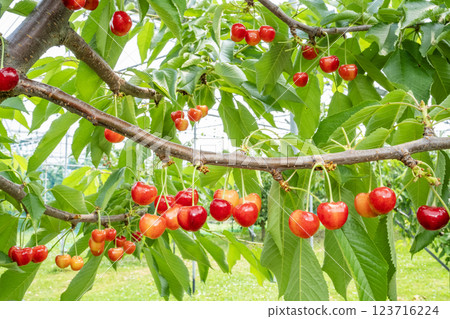 Cherries 123716224