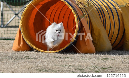 跳躍的博美犬 跳躍的博美犬 123716233