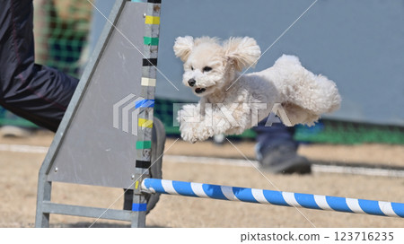 Close-up of a smiling toy poodle jumping 123716235